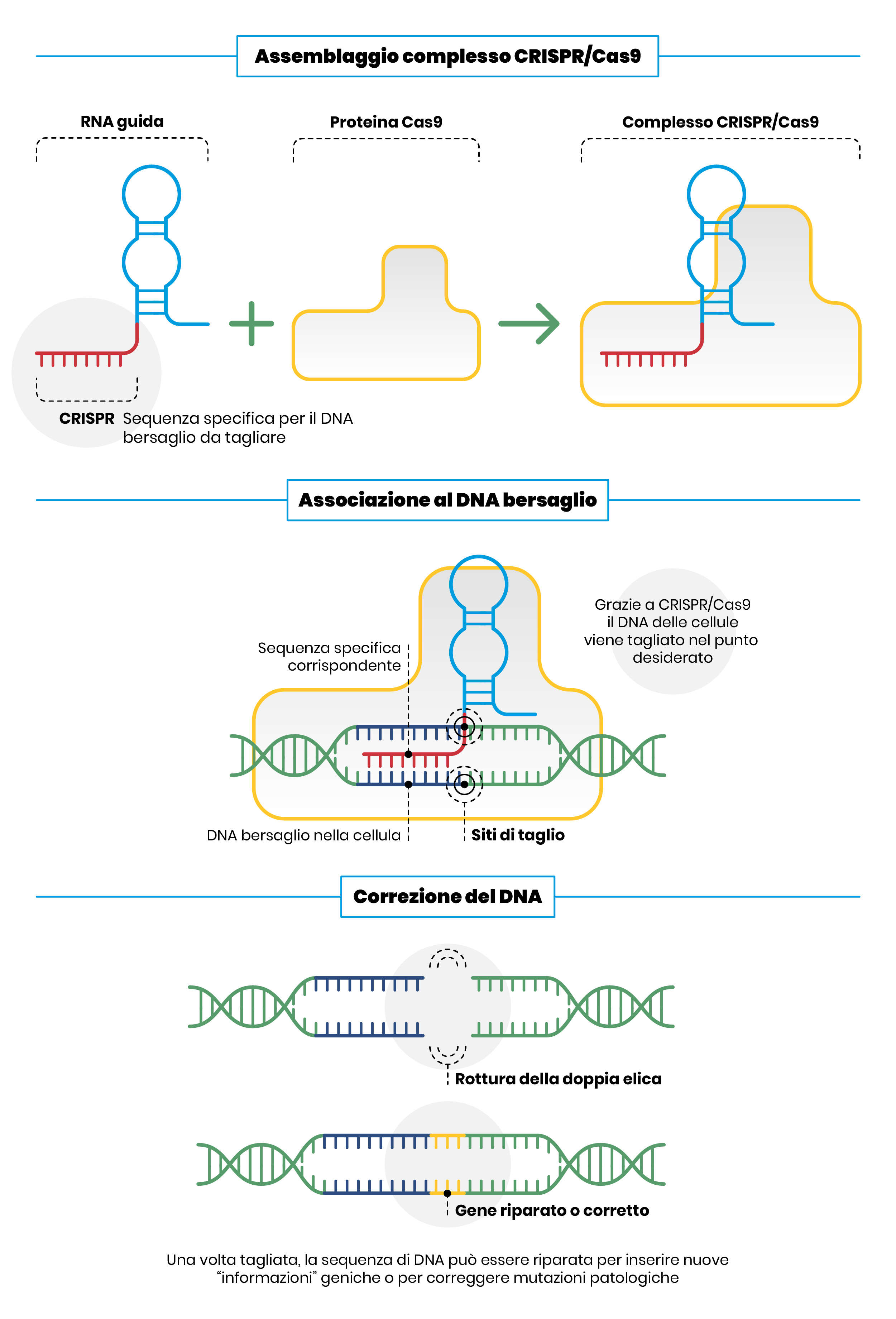 CRISPR/Cas9, Le Rivoluzionarie “forbici Genetiche” Da Nobel